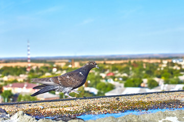 Beautiful pigeon close-up on a background of nature
