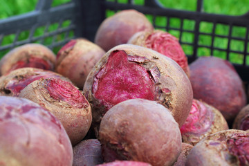 Fresh ripe beets in a plastic basket. Close-up. Background.