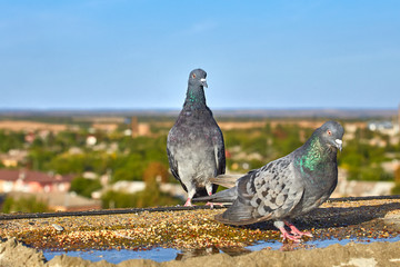 Pair of beautiful pigeons close-up on a background of nature