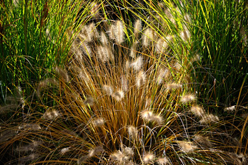 weeds background