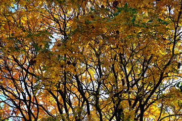 yellow tree in autumn