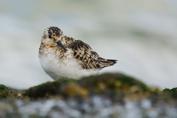 sanderling changing summer to winter