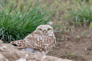 Burrowing Owl
