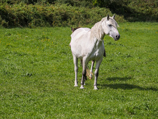 White gracious horse in a green grass field. Agriculture concept.
