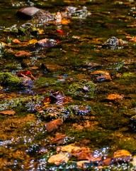 A vertical orientation of fall leaves slowly moving along the Moorman River in beautiful Albemarle County, Virginia. Various color leaves, moss, and river stones can be seen through out the picture.