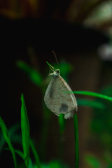 Obraz premium ฺButterfly close to the grass