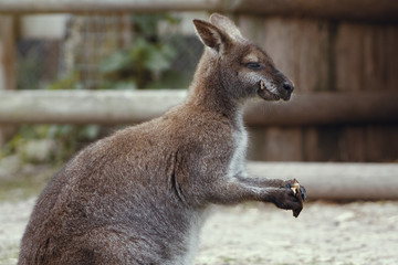 kangaroo