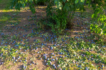Obraz premium Uncollected plums lying under a tree, damaged crop of purple plums in western Germany.