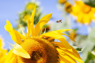 Pszczoła leci do żółtego słonecznika, widok z lewej strony
