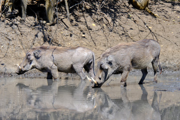 Fototapeta premium Warthog in Mana Pools National Park, Zimbabwe