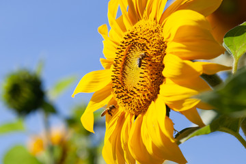 Pszczoła leci do żółtego słonecznika, widok z prawej strony