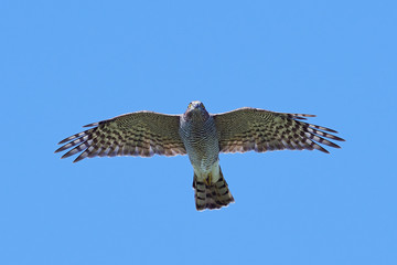 Eurasian sparrowhawk (Accipiter nisus)