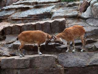 two mountain goats butt heads with their horns. young mountain goats in Moscow Zoo. Wild life