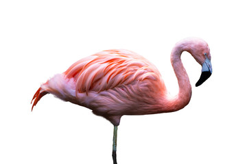 The American flamingo (Phoenicopterus ruber), isolated on white background. Large species of flamingo also known as the Caribbean flamingo