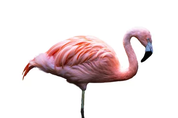 Gordijnen De Amerikaanse flamingo (Phoenicopterus ruber), geïsoleerd op een witte achtergrond. Grote soorten flamingo ook bekend als de Caribische flamingo © britaseifert