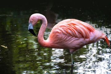 The American flamingo (Phoenicopterus ruber) is a large species of flamingo also known as the Caribbean flamingo