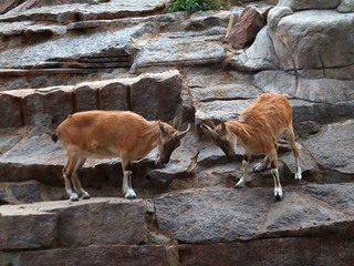 two mountain goats butt heads with their horns. young mountain goats in Zoo.