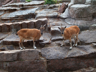 two mountain goats butt heads with their horns. young mountain goats in Moscow Zoo.