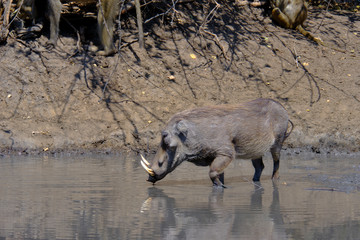 Warthog in Mana Pools National Park, Zimbabwe