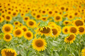 Obraz premium Beautiful sunflowers in the field. Natural background of sunflower blooming.