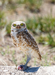 Burrowing Owl