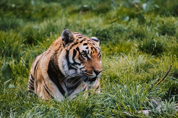 tiger in zoo