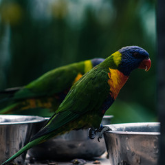 rainbow lorikeet in a tree