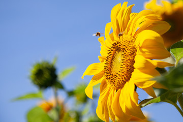 Pszczoła leci do żółtego słonecznika, widok z tyłu