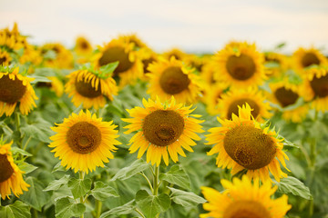 Fototapeta premium Sunflower farm with the blue sky.