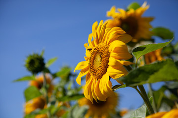Pszczoła leci do żółtego słonecznika, widok z prawej strony