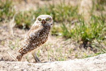 Burrowing Owl