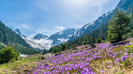 Alpine landscape with purple crocus flowers in spring season on Sambetei Valley in Fagaras...