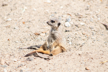 meerkat on rock