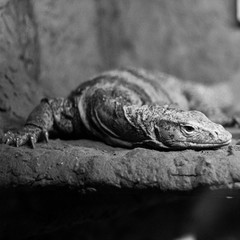 lizard on rock