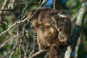 Howler monkeys near La Plata,  Buenos Aires, Argentina. Previously captive, a family of Howler monkeys escaped their cages after a storm destroyed them and were allowed to roam free in the woods.