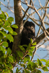 Howler monkey near La Plata,  Buenos Aires, Argentina. Previously captive, a family of Howler monkeys escaped their cages after a storm destroyed them and were allowed to roam free in the woods.
