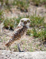 Burrowing Owl