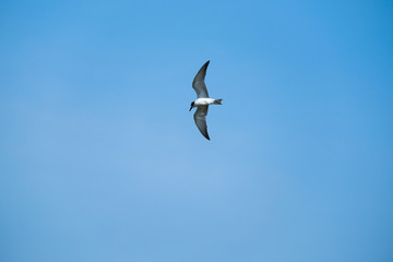 seagull flying in the blue sky