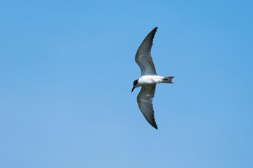 seagull in flight