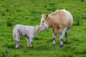 Cute Scene of Mother and Child Cow and Calf