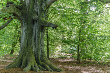 Very old beech tree in spring in a German nature reserve, called Sababurg; some fresh green of small beeches around