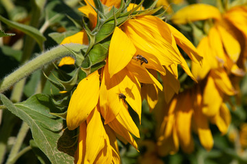 Pszczoła leci do żółtego słonecznika, widok z lewej strony