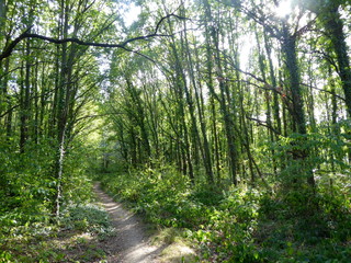 Lichtdurchfluteter Waldweg