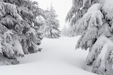 A path forward through the snow.