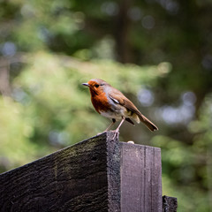 robin perched on branch