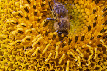 Pszczoła na słoneczniku widziana z góry