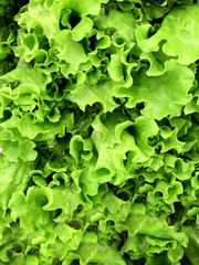 Fresh green Lettuce salad flatlay, lettuce background