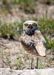 Burrowing Owl