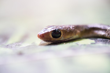 close up of a snake