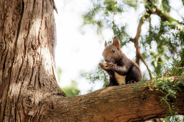 squirrel sits on a branch and eats. sunny weather in the forest.